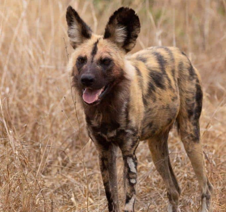 29Louise Murray Wild Dog 20092019 2 Final 29Louise Murray Wild Dog 20092019 2 Final