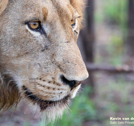 21Kevin Van Der Linde Lions Nwaswitwisaka 30112019 4 Final 21Kevin Van Der Linde Lions Nwaswitwisaka 30112019 4 Final