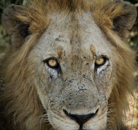 28Ally Ross 20200327 Avoca Males 02 Final 28Ally Ross 20200327 Avoca Males 02 Final