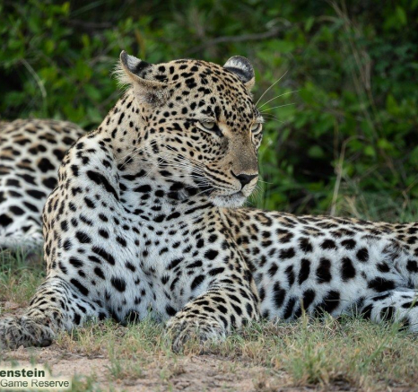 A28Daniel Greyvenstein Mating Leopards 011222 4 Final