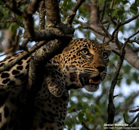 A29Jamiel Tengile 01.12 Final