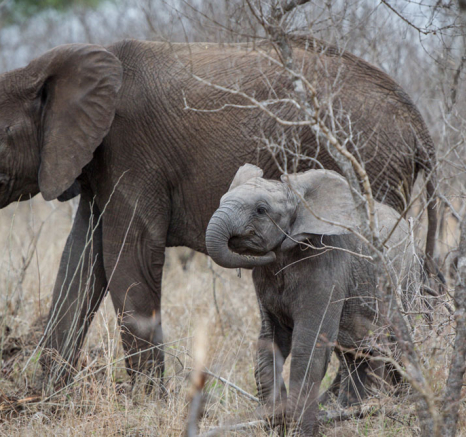 Mike Palmer Elephant Calf
