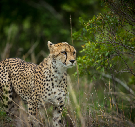 Lance Cheetah 4 Lance Cheetah 4