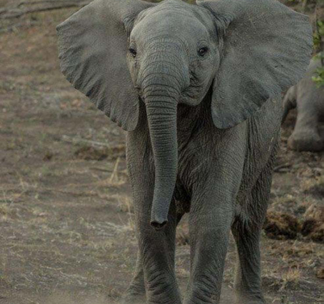 04Tayla McCurdy Elephants 31 May 16 2 04Tayla McCurdy Elephants 31 May 16 2