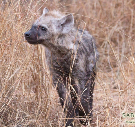 04Frederik Aucamp Hyena Cubs 11 08 2019 2 Final