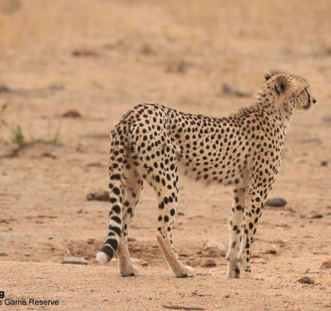 38Ruth Berning Cheetah 31102019 5 Final 38Ruth Berning Cheetah 31102019 5 Final
