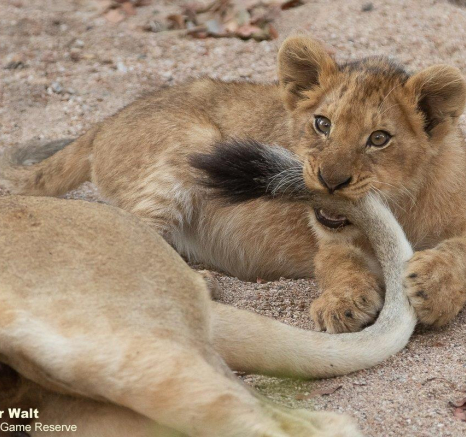 35Tyron Van Der Walt Styx Cubs 160721 3 Final