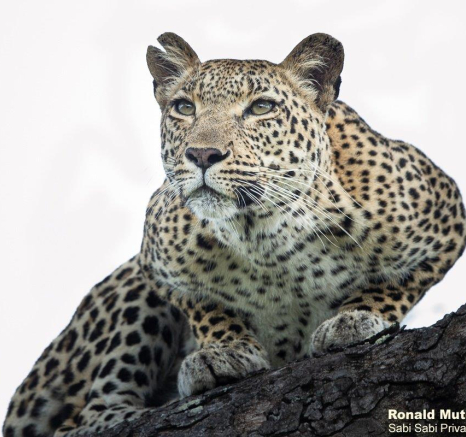 A16ronald Mutero Keegelia 14022022 2 Final