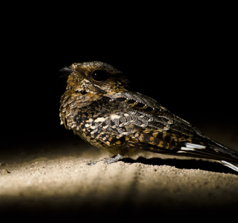 Nightjar Nightjar