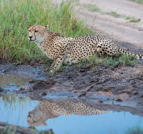 Terry Ennever Cheetah Terry Ennever Cheetah