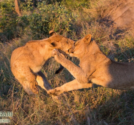 25Franscois Rosslee Sp 18052017 3 Final 25Franscois Rosslee Sp 18052017 3 Final