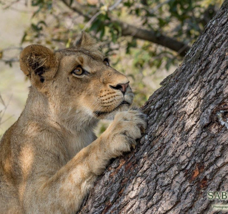 03Franscois Rosslee Sp1 Final