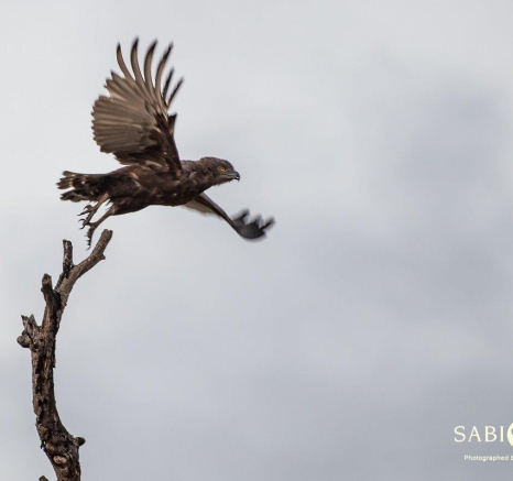 03Richard De Gouveia Brown Snake Eagle Final 03Richard De Gouveia Brown Snake Eagle Final