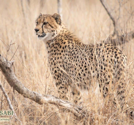 21Kerry Lee Roberg Cheetah 29082018 2 Final 21Kerry Lee Roberg Cheetah 29082018 2 Final