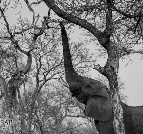 35Louise Murray 07092018 Male Elephant 1 Final 35Louise Murray 07092018 Male Elephant 1 Final