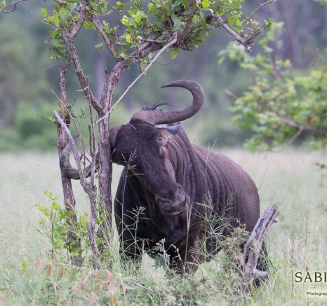 04Louise Murray Wildebeest 06032019 1 Final