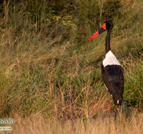 30Kevin Van Der Linde Saddle Billed Stork 15042019 Final