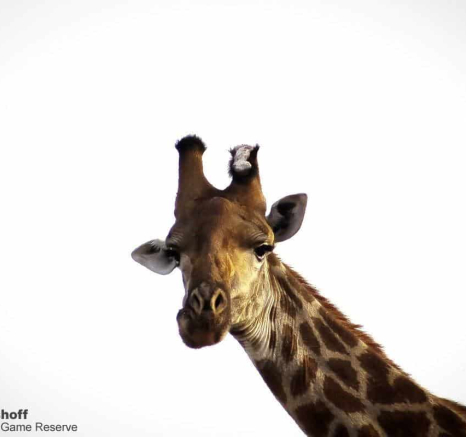 03Rebecca Boshoff Giraffe 1 Final 03Rebecca Boshoff Giraffe 1 Final