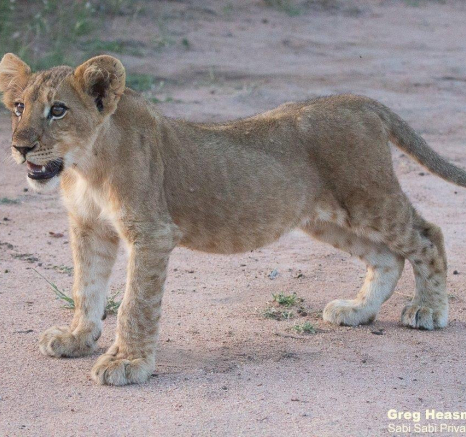 28Greg Heasman Sp Cubs 13032021 1 Final