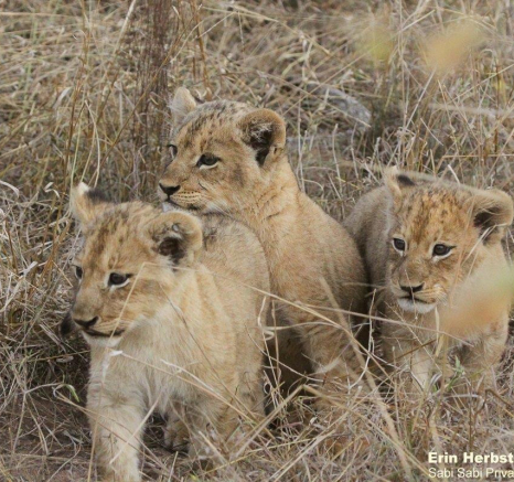 08Erin Herbst Styx Cubs 5 220521 Final