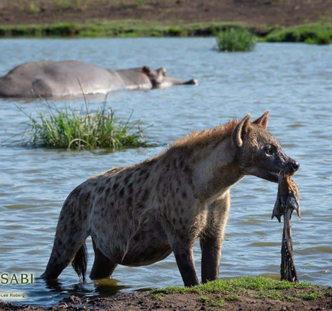48Kerry Lee Roberg Mojaji261118.1 Final