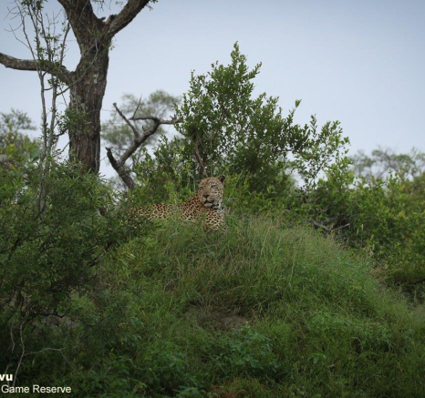 27andries Leopard.xovo 250221 2 Final