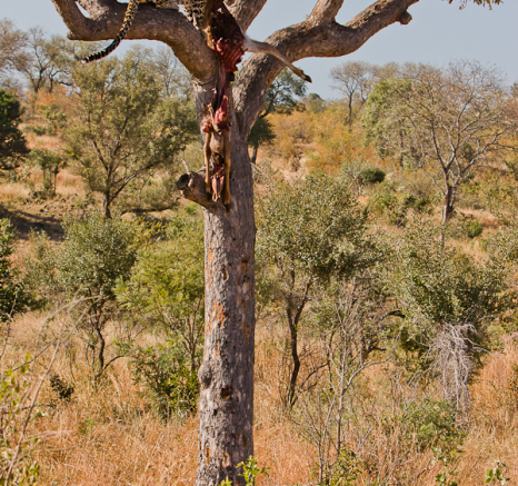 Arboreal Acrobat 10 Arboreal Acrobat 10