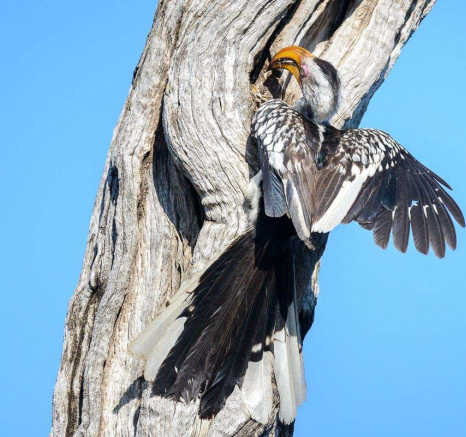09Mike Palmer Hornbill 311215 09Mike Palmer Hornbill 311215