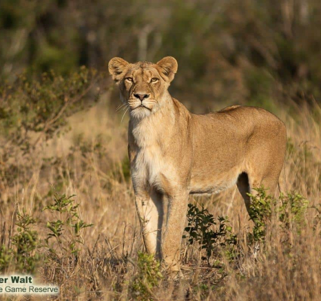 28Tyron Van Der Walt Lioness 12092019 4 Final 28Tyron Van Der Walt Lioness 12092019 4 Final