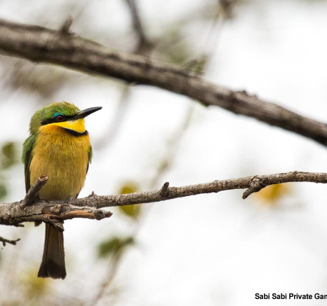 04Kevan Dobbie Little Bee Eater 1 Final 04Kevan Dobbie Little Bee Eater 1 Final