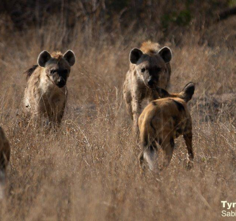 03Tyron Van Der Walt Wild Dogs 250820 3 Final