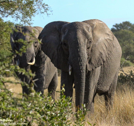 03andries Elephant 030521 3 Final 03andries Elephant 030521 3 Final