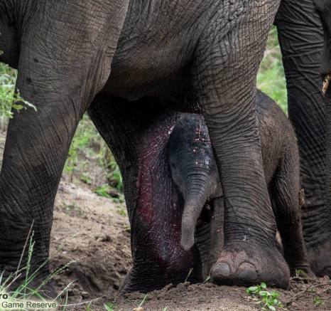 B04ronald Mutero Elephant 27112021 5 Final