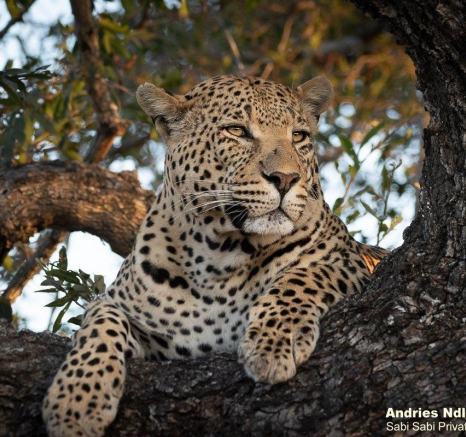 B20andriesleopard.whitredam 310721 2 Final