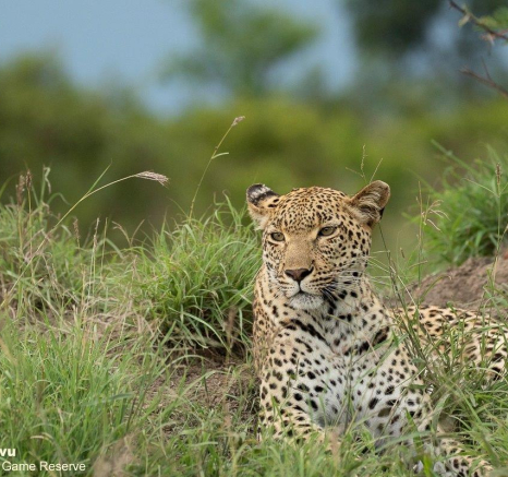 A35andries Leopard.kegelia 281221 1 Final