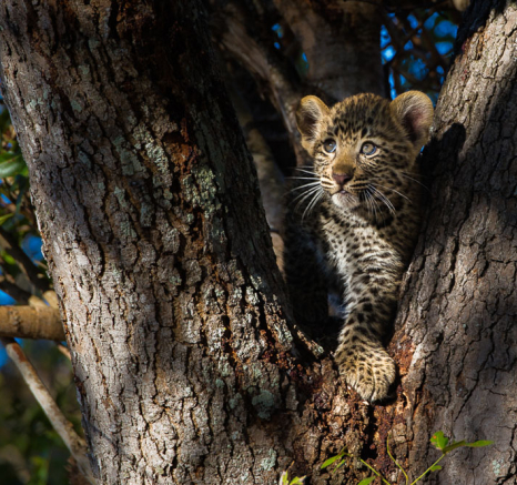Nottins Leopard Cub Rich 3