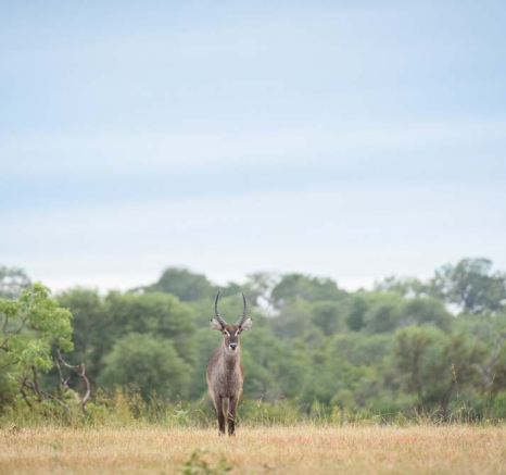 Mike Palmer Waterbuck 1 Mike Palmer Waterbuck 1