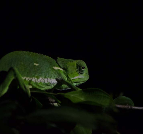 Steve Chameleon Steve Chameleon