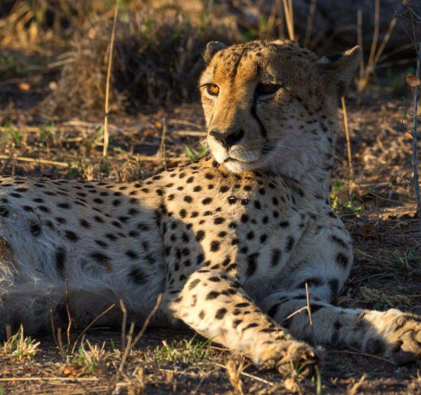 14Franscois Rosslee Cheetah 14Franscois Rosslee Cheetah
