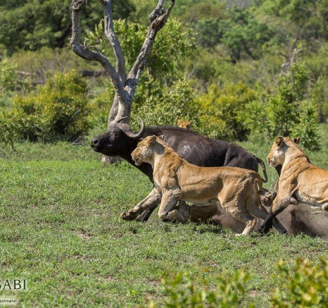20Kyle Southern Pride M Buff Kill 8 Dec 16 Final 20Kyle Southern Pride M Buff Kill 8 Dec 16 Final