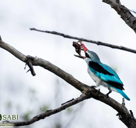 35Sheldon Hooper Woodland Final 35Sheldon Hooper Woodland Final