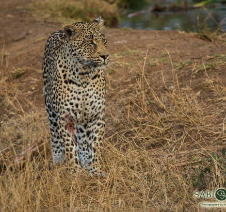 22Kevan Dobbie Leopard Male Unknown 020818 3 Final 22Kevan Dobbie Leopard Male Unknown 020818 3 Final