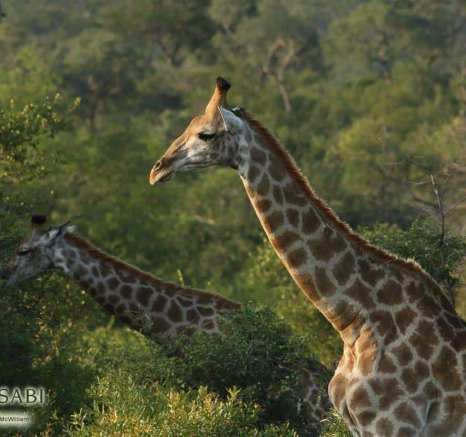 23Steff McWilliam Giraffe 21 03 19 Final