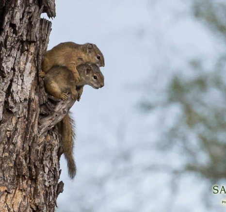 10Terry Ennever Caption This Squirrel Final 10Terry Ennever Caption This Squirrel Final