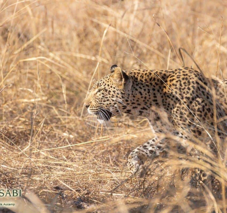 17Frederik Aucamp Kagilia Female Leopard 04 08 2019 Final 17Frederik Aucamp Kagilia Female Leopard 04 08 2019 Final