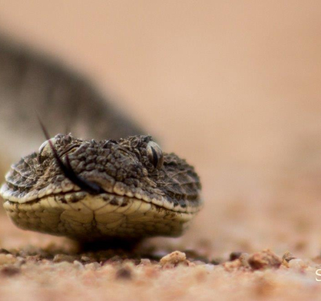 04Tayla McCurdy Puff Adder 9 May 16 2 Of 2 Final 04Tayla McCurdy Puff Adder 9 May 16 2 Of 2 Final