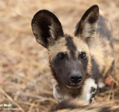 06Tyron Van Der Walt Wild Dog Pups 10112019 1 Final 06Tyron Van Der Walt Wild Dog Pups 10112019 1 Final
