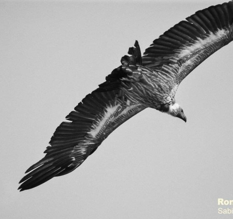 43Ronald Mutero White Backed Vulture 10112019 10 Final 43Ronald Mutero White Backed Vulture 10112019 10 Final