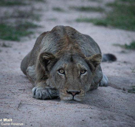 20Tyron Van Der Walt Sand River Male 280420 2 Final