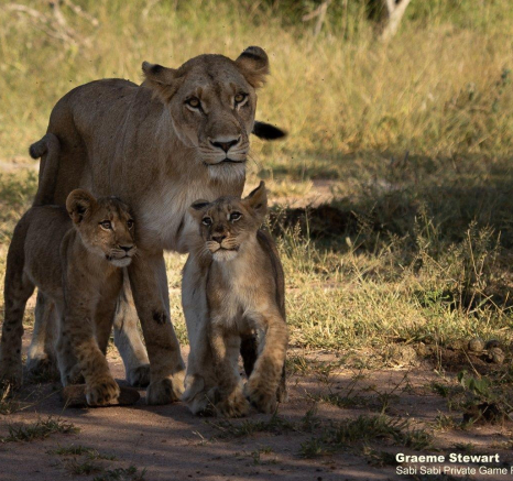 27Graeme Stewart SP And Cubs 130321 Final